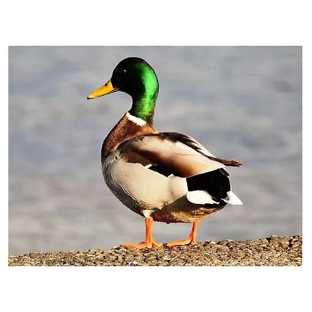 Annemarie 3 Holiday home Meersburg